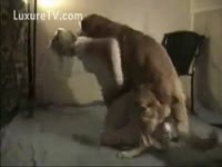 Blonde School Girl Got Dog Fucked
